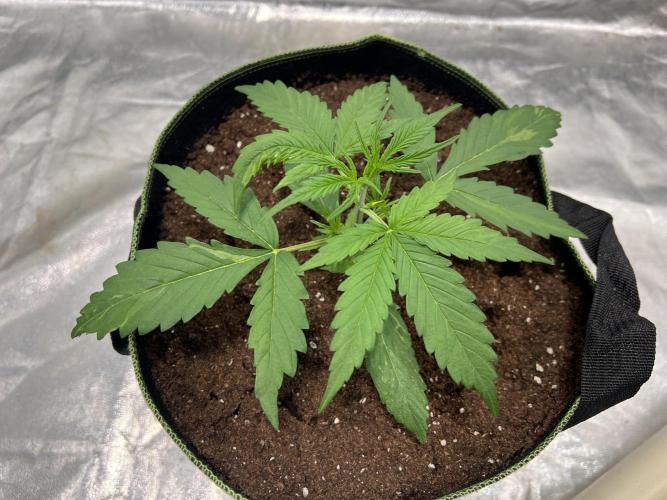 The one that doesn’t exist. Week 3 - Day 14