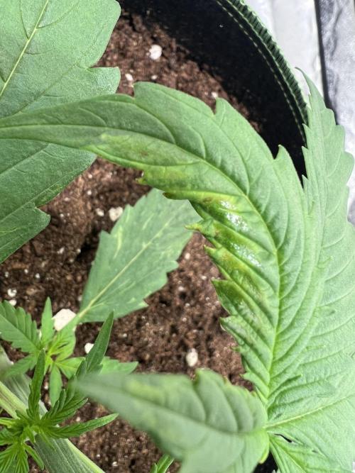 The one that doesn’t exist. Week 3 - Strange leaf