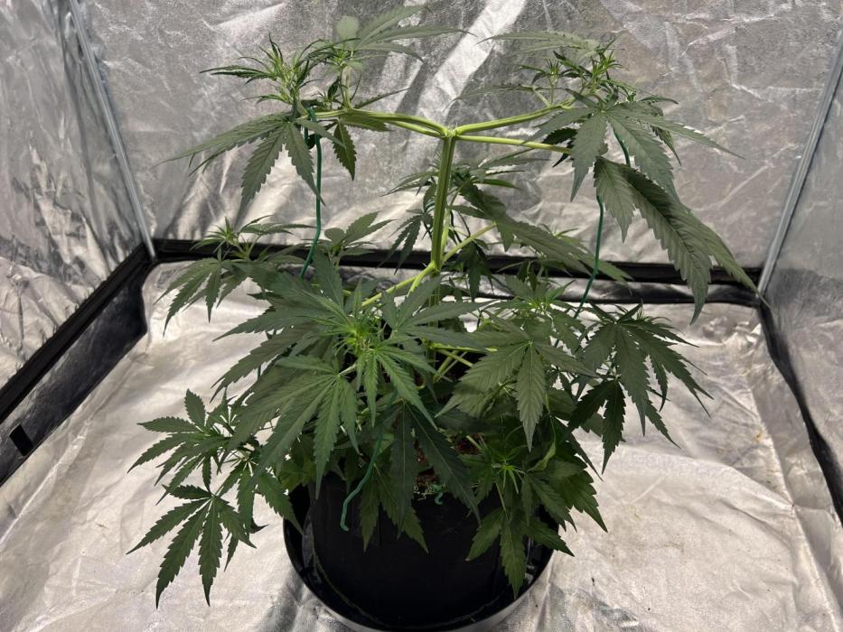 The one that doesn’t exist. Week 5 - Day 30