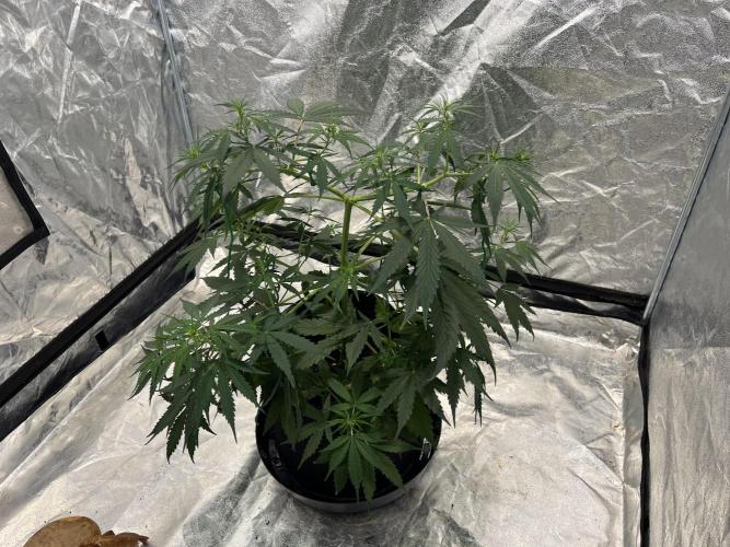 The one that doesn’t exist. Week 6