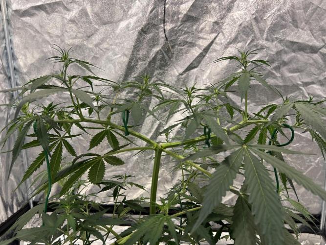 The one that doesn’t exist. Week 6