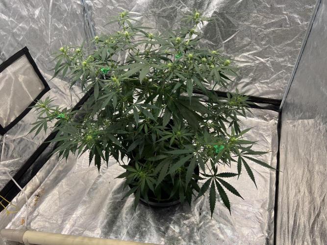 The one that doesn’t exist. Week 7