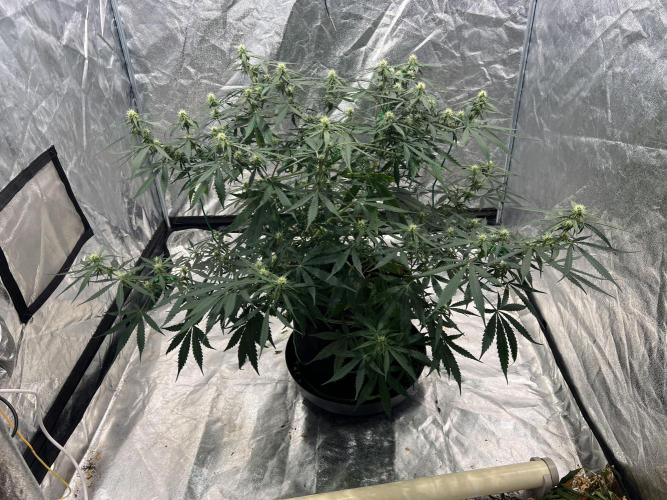 The one that doesn’t exist. Week 8
