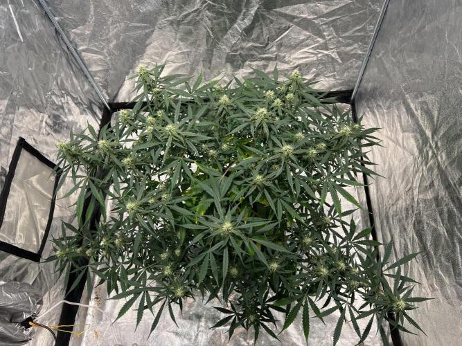 The one that doesn’t exist. Week 9