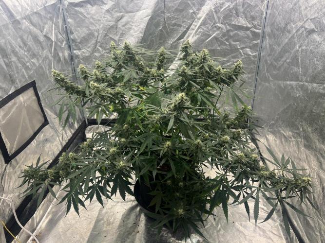 The one that doesn’t exist. Week 10