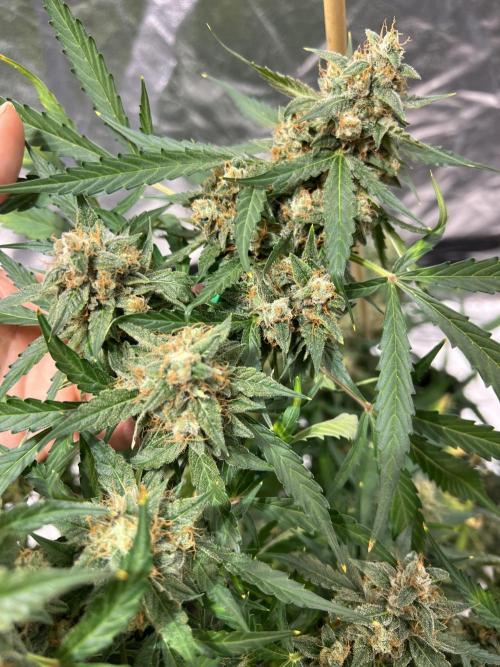 The one that doesn’t exist. Week 14