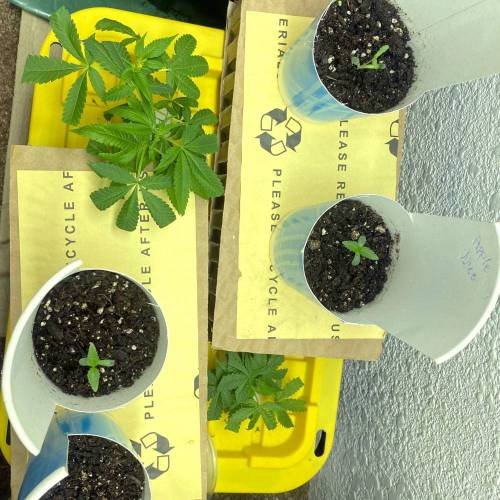 Unwanted breeding turned out good. Week 1 - Pheno hunt for the Apple Juice 