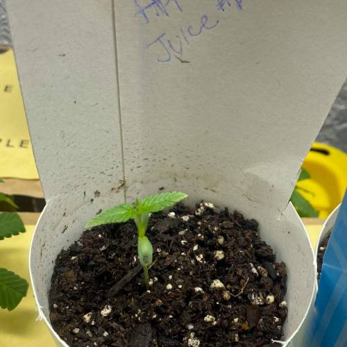 Unwanted breeding turned out good. Week 1 - Contender 2