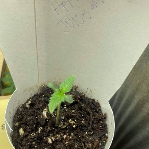 Unwanted breeding turned out good. Week 1 - Contender 1