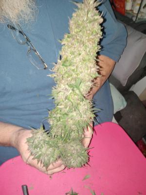 Comment by Jayscott1992 photo #5