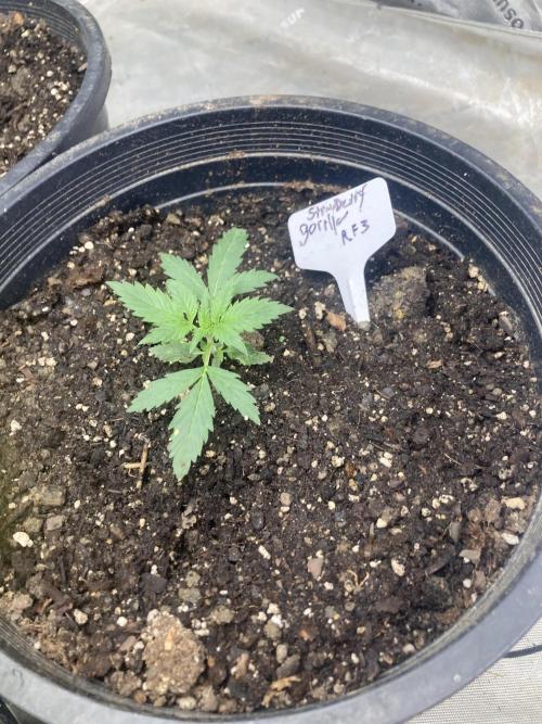 Fastbuds. Week 0