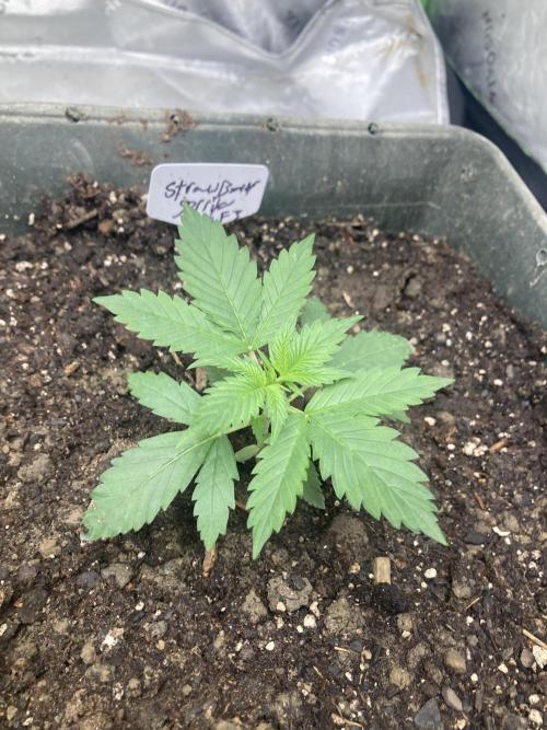 Fastbuds. Week 0