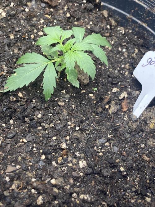Fastbuds. Week 1