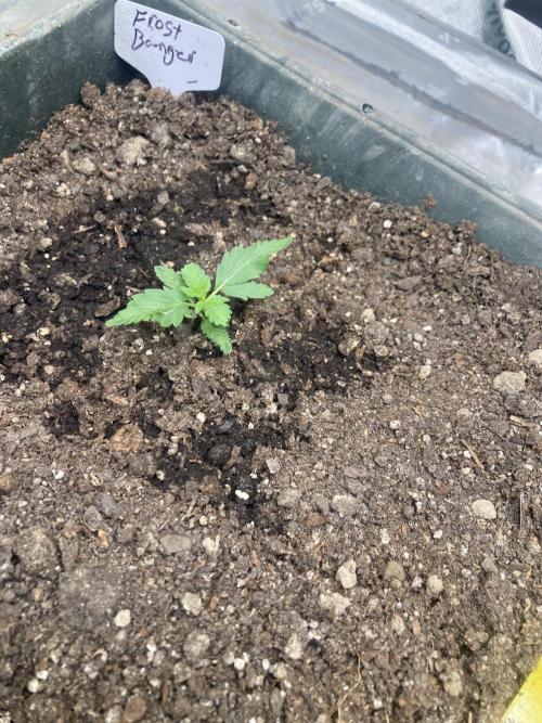 4x8 tent. Week 0