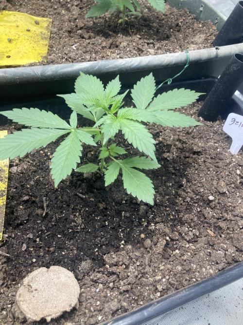 4x8 tent. Week 0