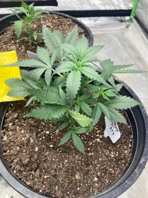 Fastbuds. Week 3