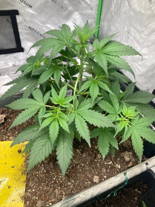 Fastbuds. Week 3