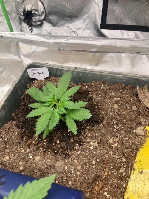 4x8 tent. Week 1