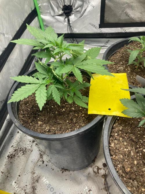 4x8 tent. Week 1