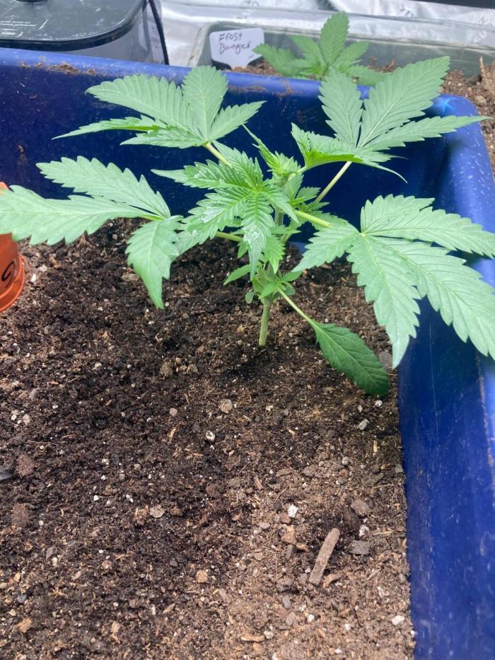 Good genetics. Week 1