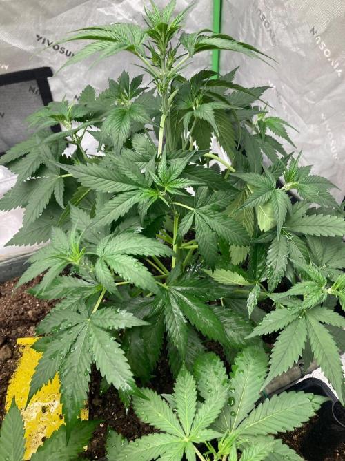 Fastbuds. Week 4