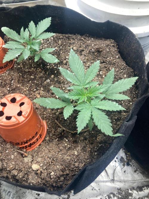 4x8 tent. Week 2