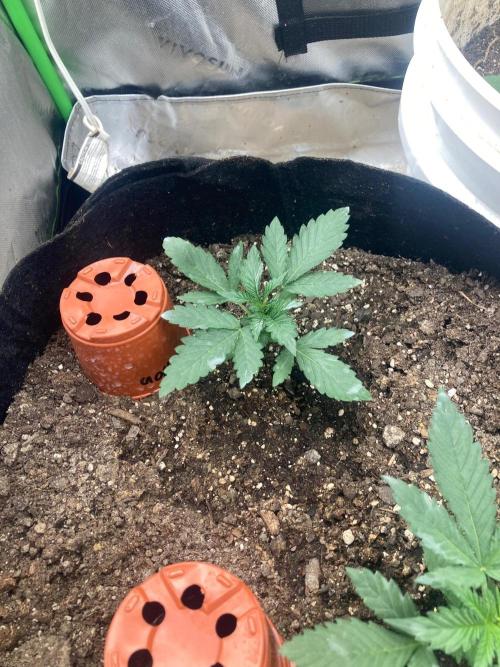 4x8 tent. Week 2 - Looking forward to seeing this ladies flower 