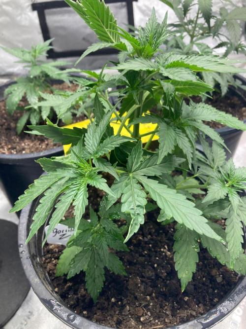 4x8 tent. Week 2