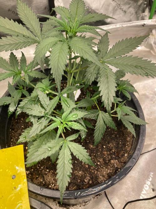 4x8 tent. Week 2