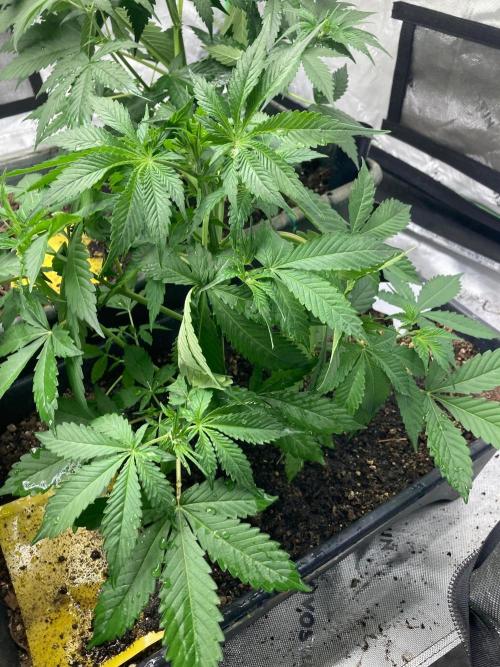 4x8 tent. Week 2