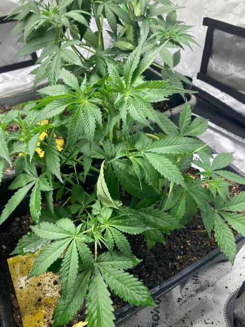 4x8 tent. Week 2