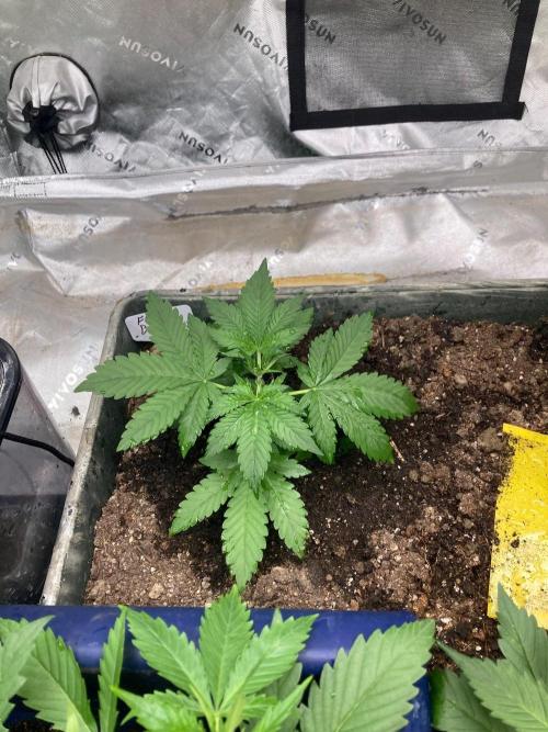 4x8 tent. Week 2