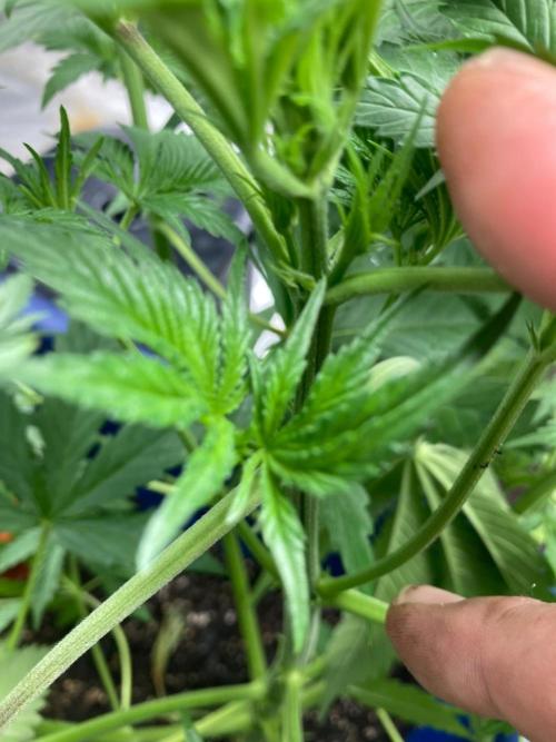Good genetics. Week 3