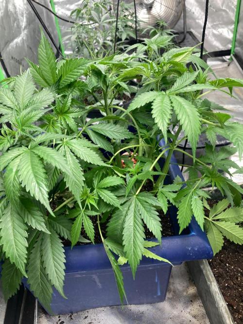 Good genetics. Week 3 - She’s getting huge for week 3cant believe how big shes getting!