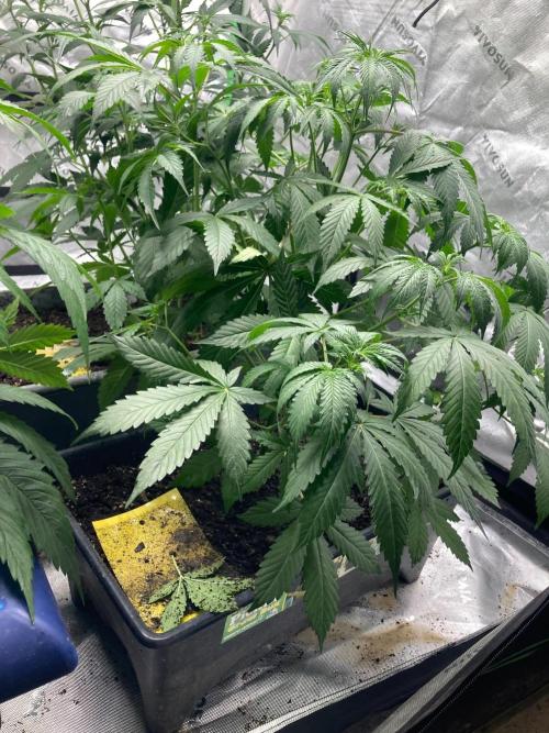 Good genetics. Week 3