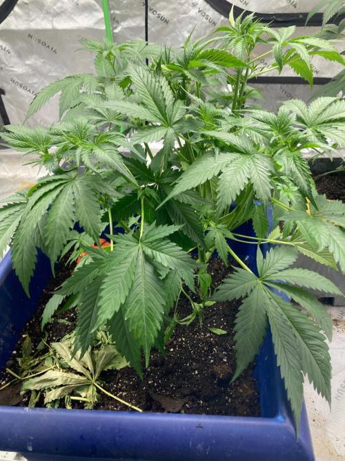 Good genetics. Week 3