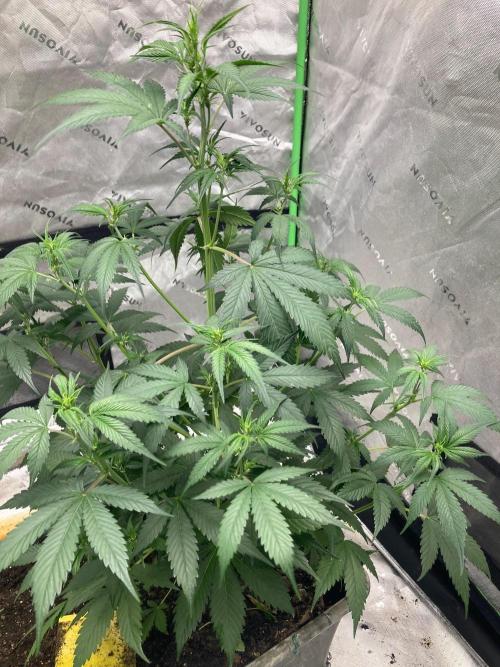 Fastbuds. Week 4