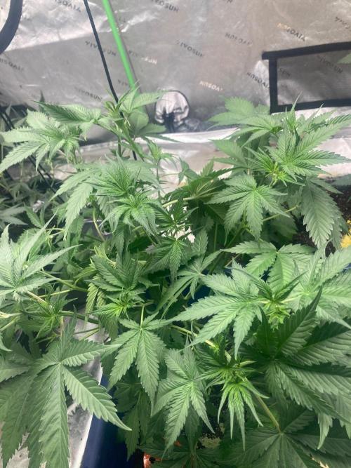 Good genetics. Week 4