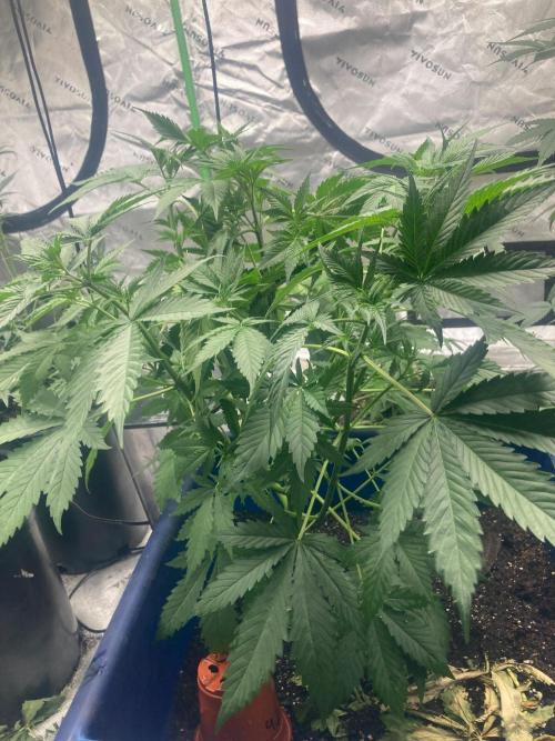 Good genetics. Week 4