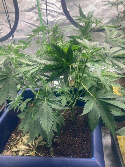Good genetics. Week 4