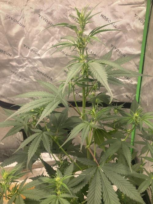 Fastbuds. Week 5