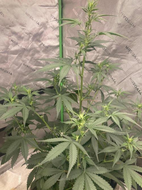 Fastbuds. Week 5