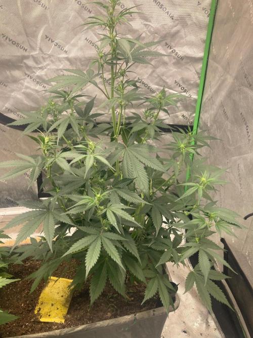 Fastbuds. Week 5
