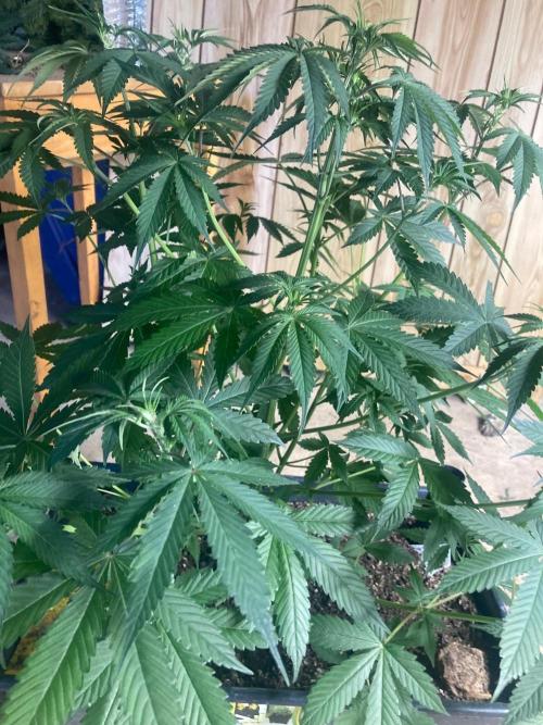 4x8 tent. Week 3