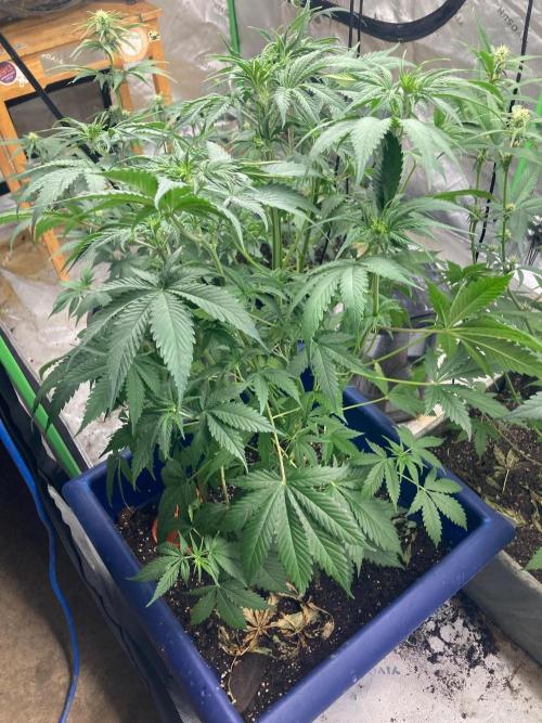 Good genetics. Week 5 - These girls Im going to get close to a pond I’d say