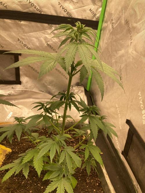 Fastbuds. Week 6