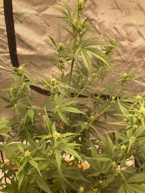 Fastbuds. Week 6