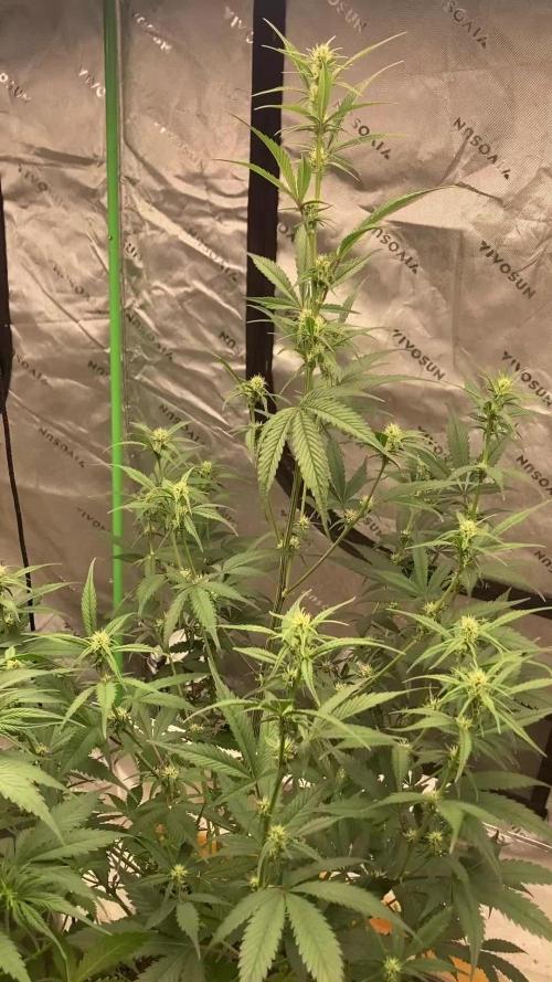 Fastbuds