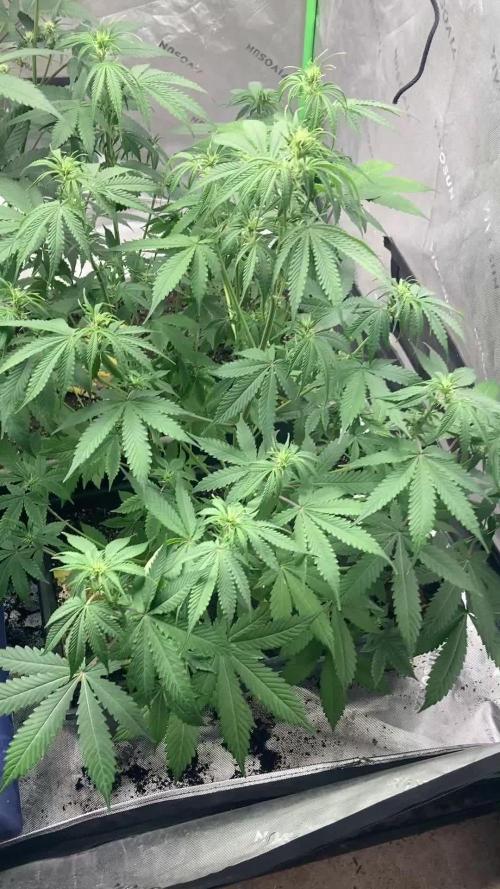4x8 tent