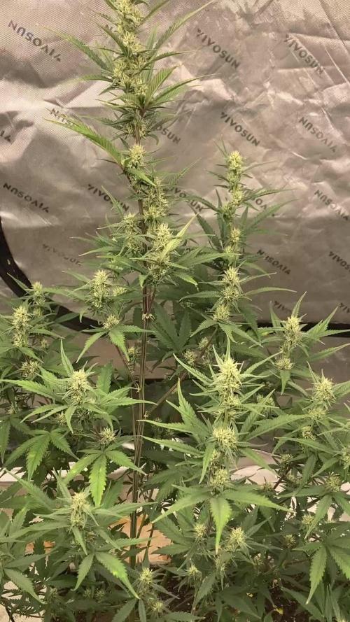 Fastbuds